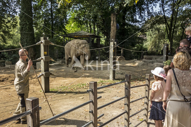 Asian elephant (Elephas maximus)