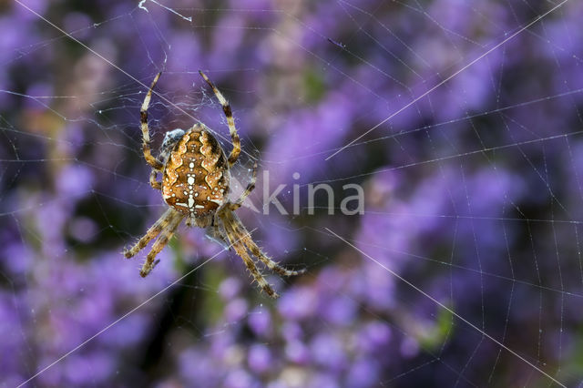 Kruisspin (Araneus diadematus)