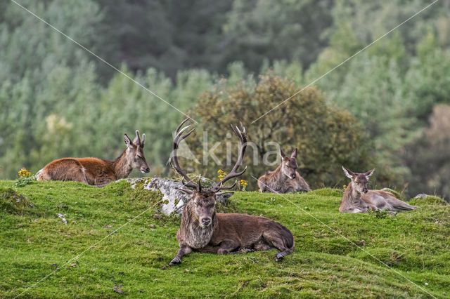 Red Deer (Cervus elaphus)