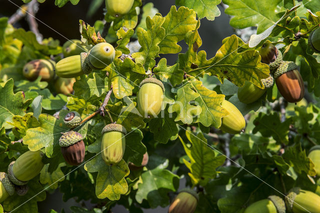 Zomereik (Quercus robur)