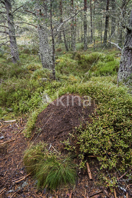 Behaarde rode bosmier (Formica rufa)