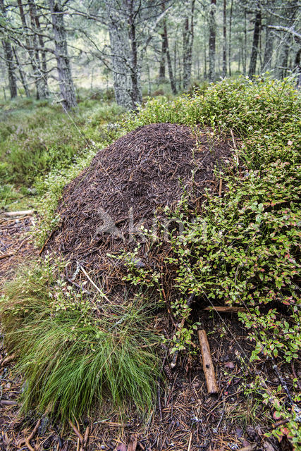 Southern wood ant (Formica rufa)