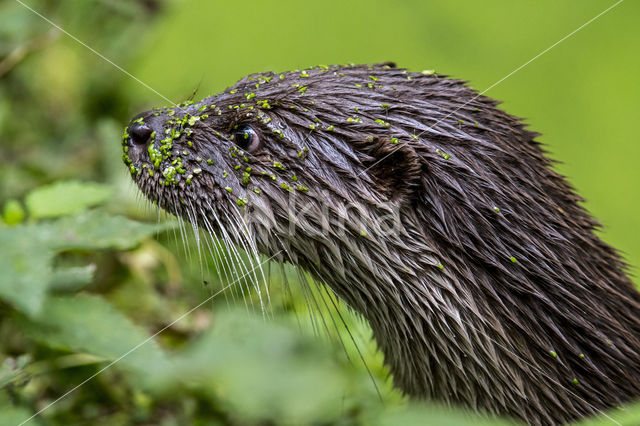 European Otter (Lutra lutra)