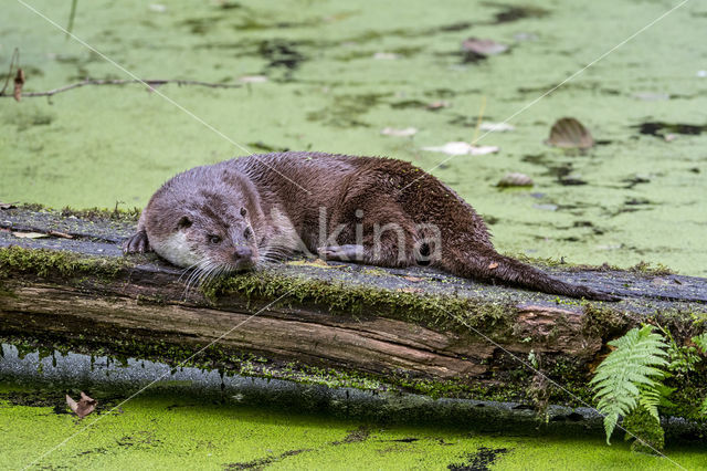 European Otter (Lutra lutra)