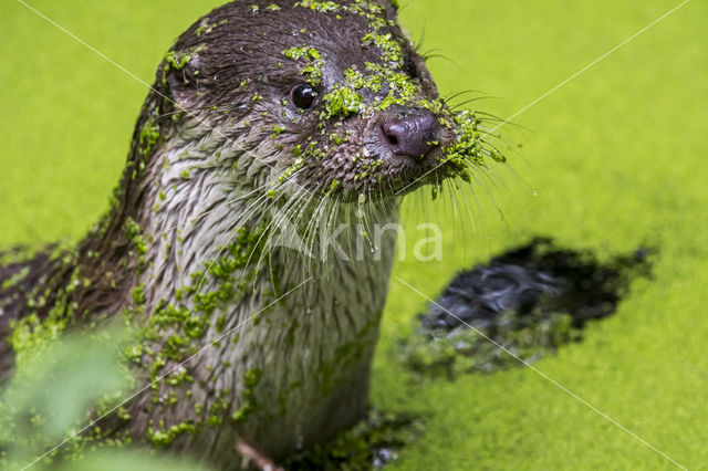 European Otter (Lutra lutra)