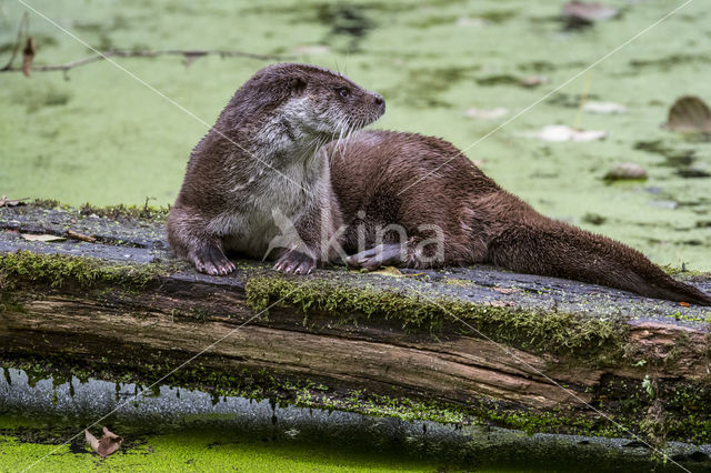 European Otter (Lutra lutra)