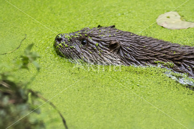 European Otter (Lutra lutra)