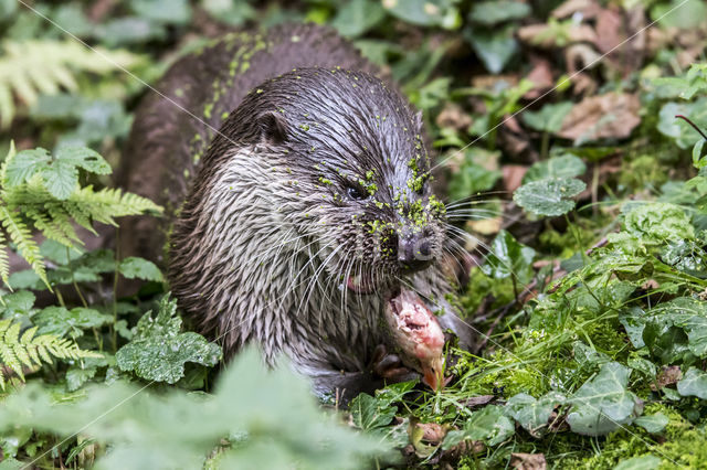 European Otter (Lutra lutra)