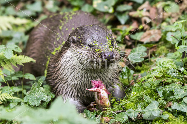 European Otter (Lutra lutra)