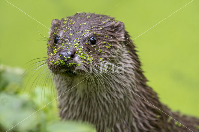 European Otter (Lutra lutra)