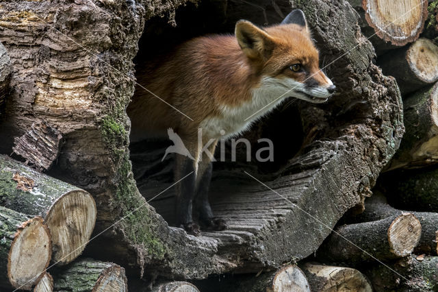 Fox (Vulpes vulpes)