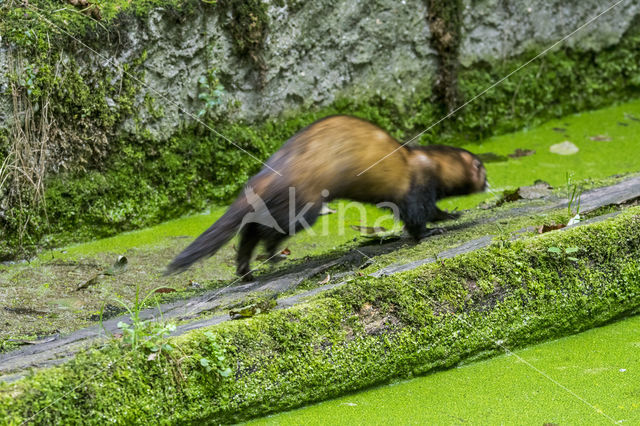 Bunzing (Mustela putorius)