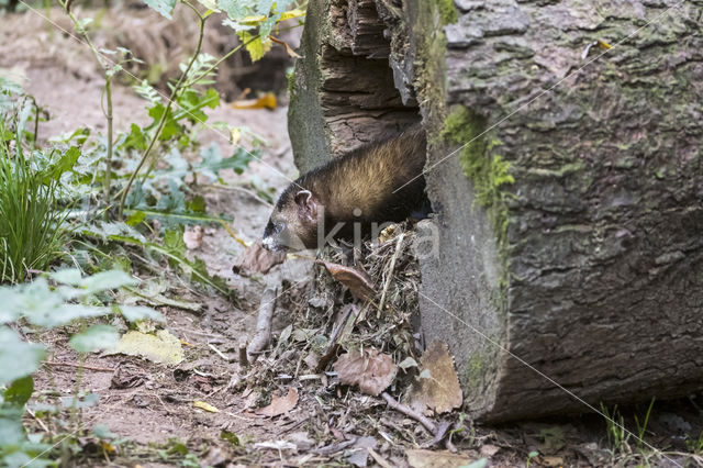 Bunzing (Mustela putorius)