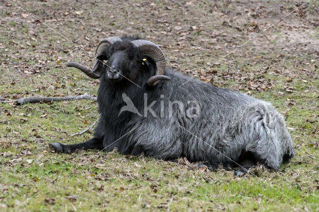 Heidschnucke (Ovis domesticus)