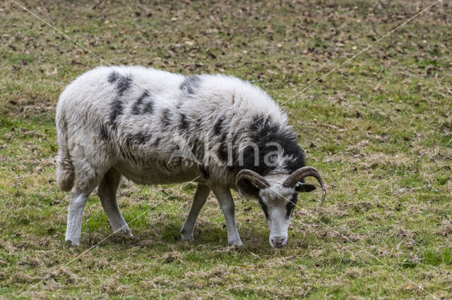 Heidschnucke (Ovis domesticus)