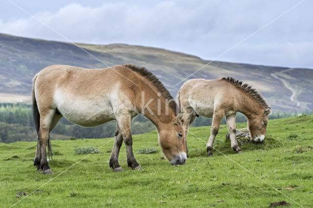 Mongolian Wild Horse