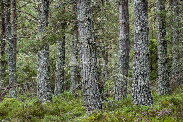 Grove den (Pinus sylvestris)