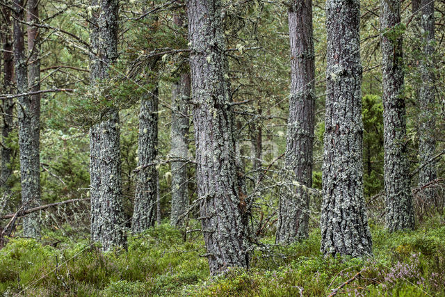 Scots Pine (Pinus sylvestris)