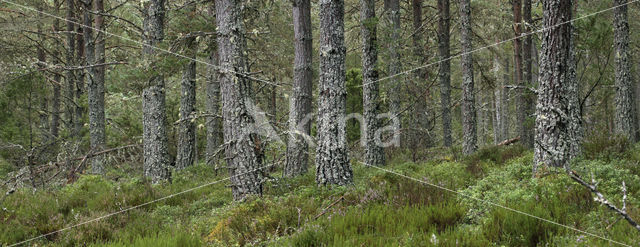 Grove den (Pinus sylvestris)