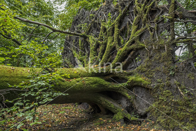 Beech (Fagus sylvatica)