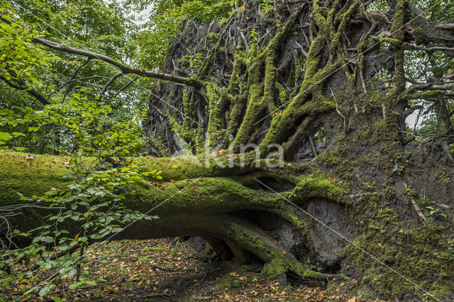 Beuk (Fagus sylvatica)