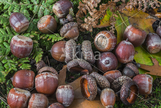 Amerikaanse eik (Quercus rubra)