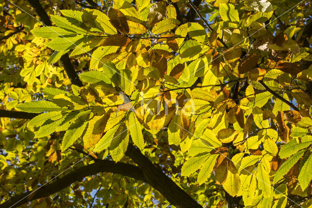 Tamme kastanje (Castanea sativa)