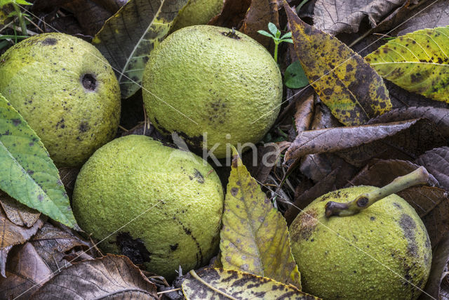 black walnut (Juglans nigra)