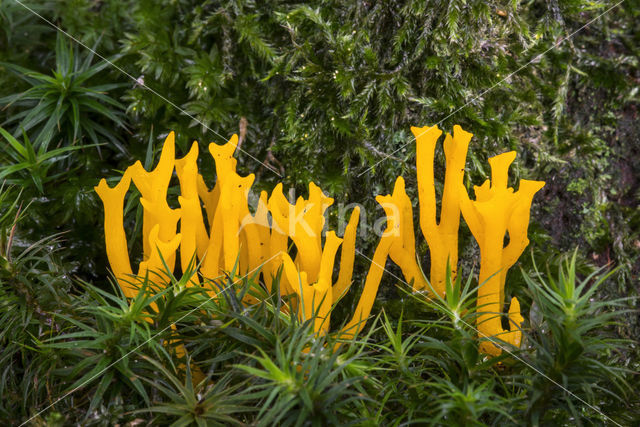 Yellow turning fork (Calocera viscosa)