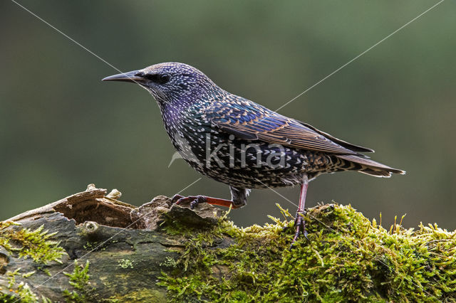 European Starling (Sturnus vulgaris)