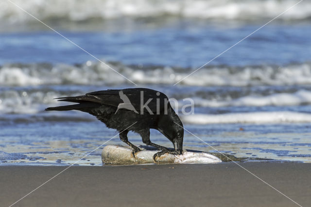 Zwarte Kraai (Corvus corone)