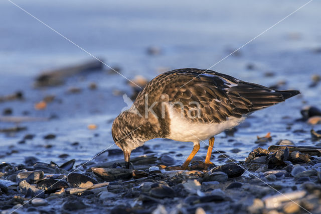 Steenloper (Arenaria interpres)