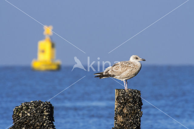 Zilvermeeuw (Larus argentatus)