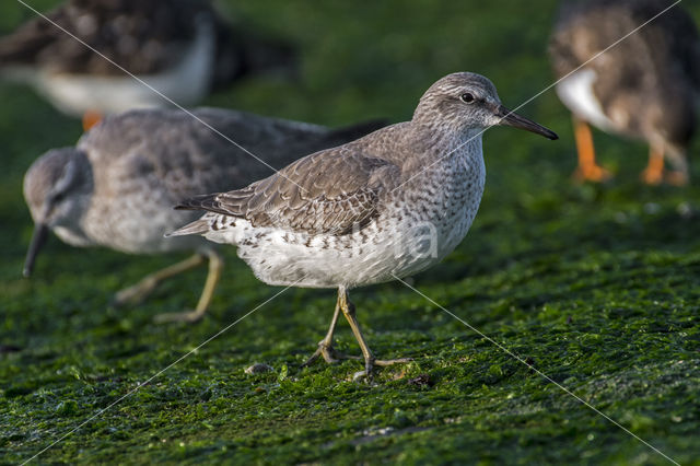 Kanoetstrandloper (Calidris canutus)