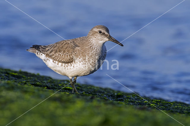 Kanoetstrandloper (Calidris canutus)