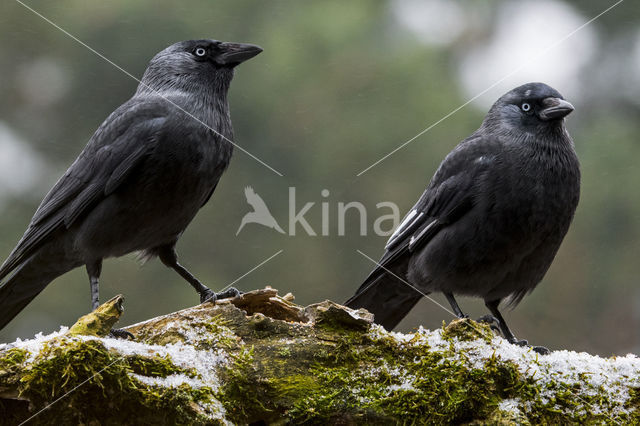 Eurasian Jackdaw (Corvus monedula)