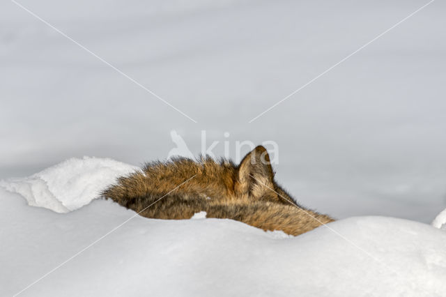 Grey Wolf (Canis lupus)