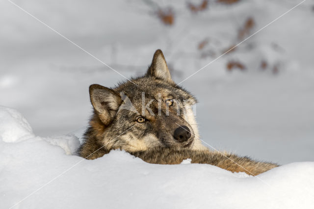 Grey Wolf (Canis lupus)