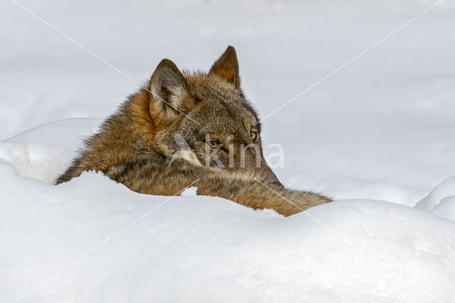 Grey Wolf (Canis lupus)