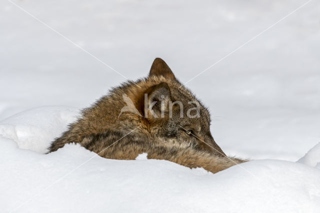 Grey Wolf (Canis lupus)