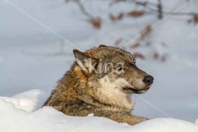 Grey Wolf (Canis lupus)