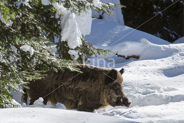 Wild Boar (Sus scrofa)