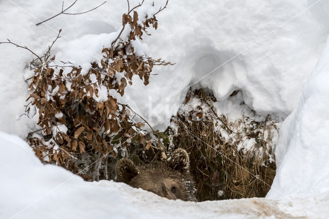 Brown Bear (Ursus arctos arctos)