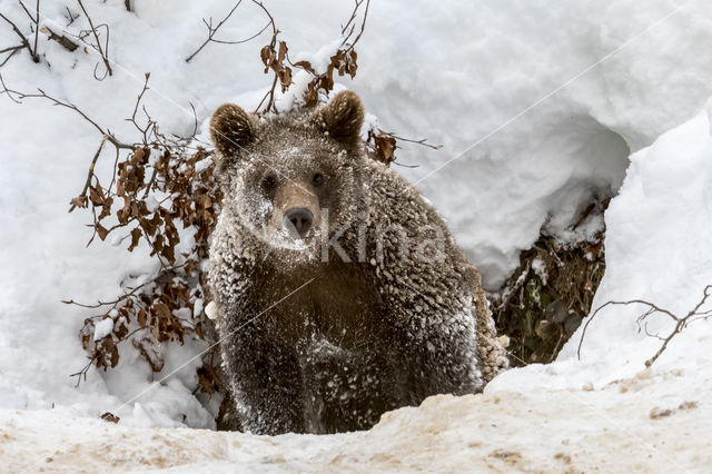 Brown Bear (Ursus arctos arctos)