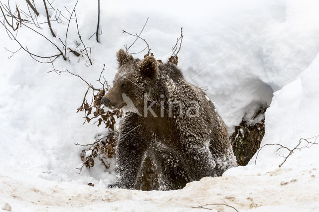 Brown Bear (Ursus arctos arctos)