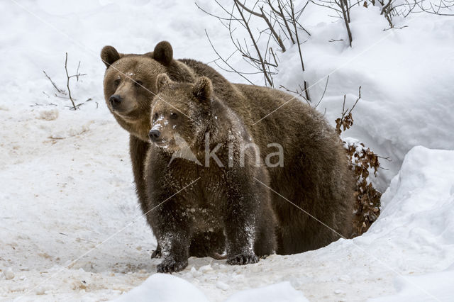 Brown Bear (Ursus arctos arctos)