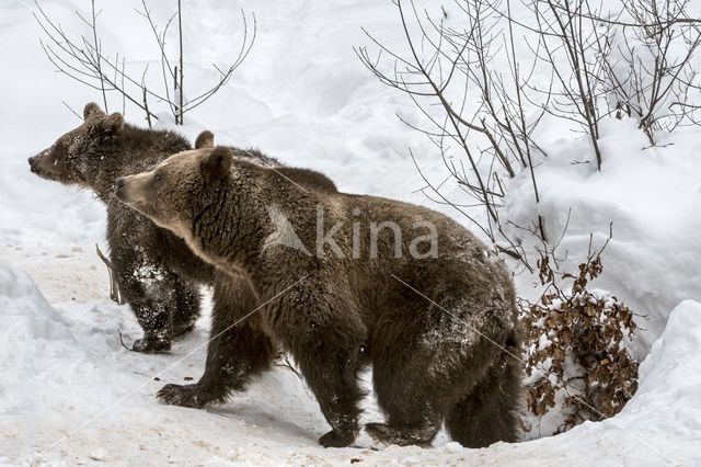 Brown Bear (Ursus arctos arctos)