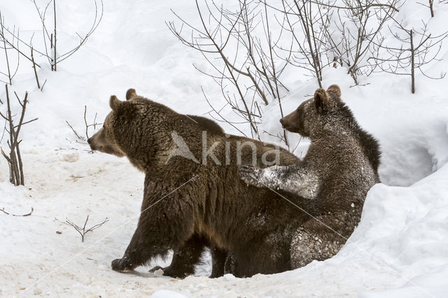 Brown Bear (Ursus arctos arctos)