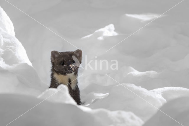 Pine Marten (Martes martes)