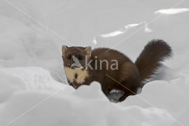 Pine Marten (Martes martes)